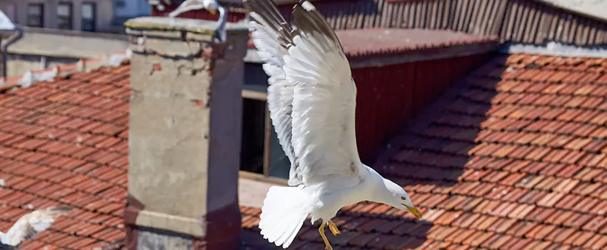 Residential Chimney Animal Removal Solution in Natchitoches, LA