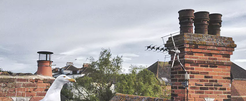 Chimney Cleaning And Restoration in Natchitoches, Louisiana